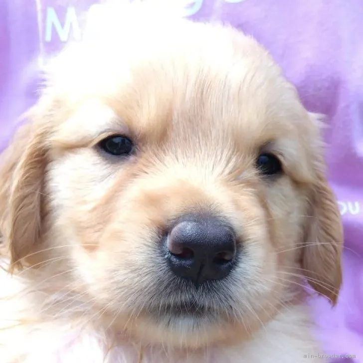 ID:2306-06168の子犬