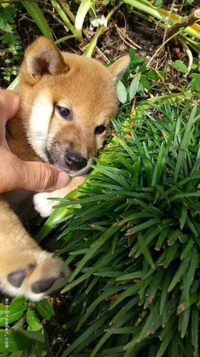 ID：2107-02681の子犬