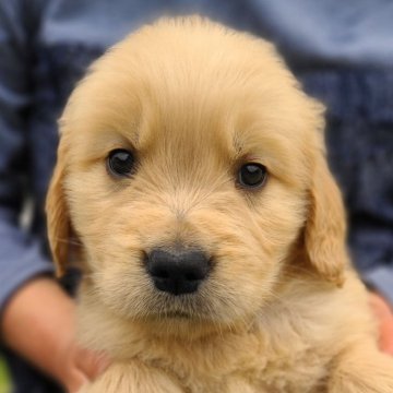 ゴールデンレトリバー【鹿児島県・男の子・2024年3月14日・ゴールド】の写真「元気でーす❗」