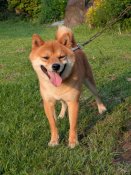 豆柴【・男の子・2024年2月5日・赤】「コールネームはマロ君です。」