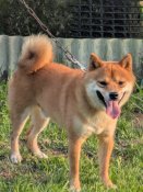 豆柴【・男の子・2024年2月5日・赤】「お庭に出るのが大好きです❗️」