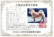 豆柴【・女の子・2023年9月5日・赤】「豆柴認定審査合格証です。」