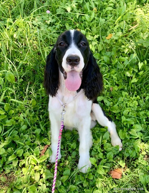 イングリッシュスプリンガースパニエルの子犬をお迎えいただいたお客様 