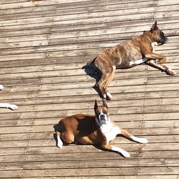 群馬県でおすすめのボクサーのブリーダー特集 みんなのペットライフ