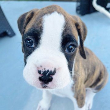 ボクサー【群馬県・男の子・2025年7月16日・ブリンドル】の写真「きれいな顔立ちの男の子です」