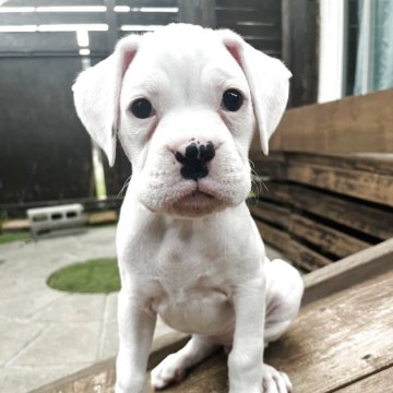 ボクサー【群馬県・男の子・2025年7月16日・ホワイト】の写真「優しい男の子です
アメリカンボクサーです。」