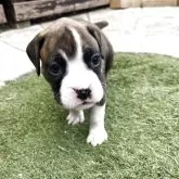 ボクサー【群馬県・女の子・2025年7月16日・ブリンドル】の写真1