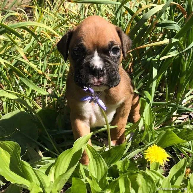 バイソン 様のお迎えした子犬