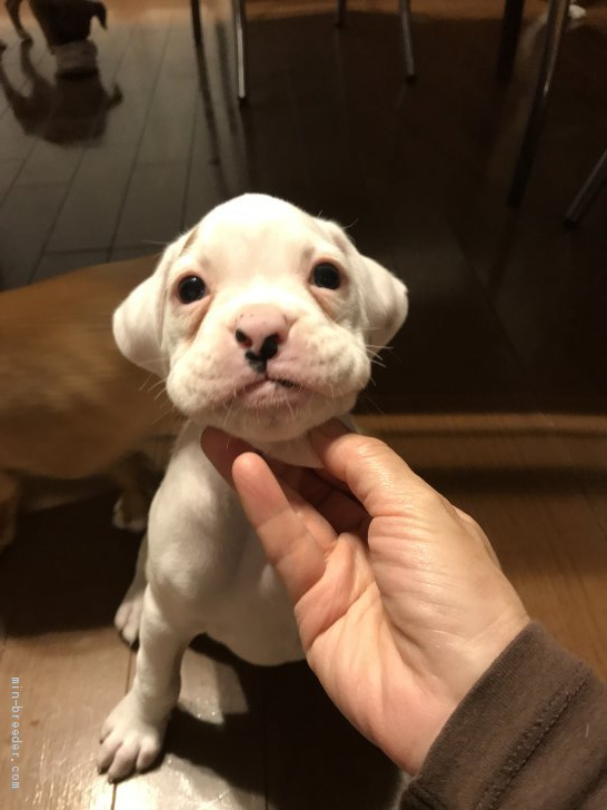 ボクサー 群馬県 男の子 年3月18日 ホワイト 整った顔で可愛いです みんなのブリーダー 子犬id 04