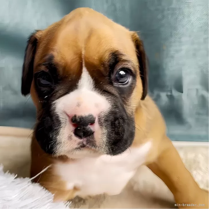 ID：2404-01932の子犬