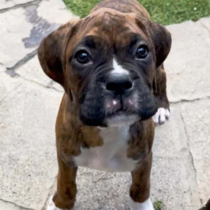 MJM 様のお迎えした子犬
