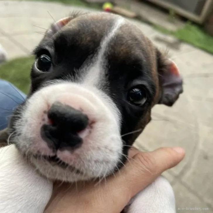 K.H 様のお迎えした子犬