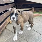 ボクサー【群馬県・女の子・2024年3月22日・ブリンドル】の写真3