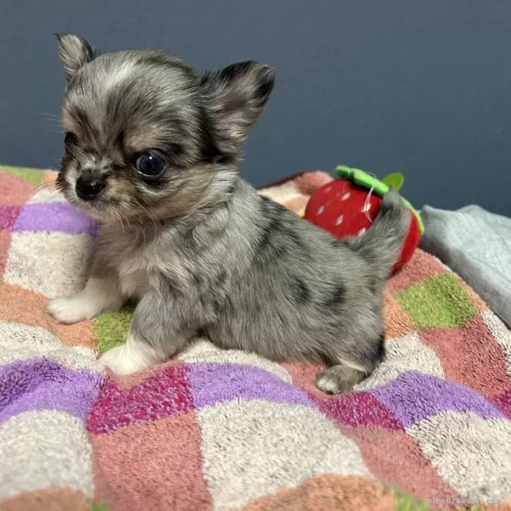 ID：2506-08445の子犬
