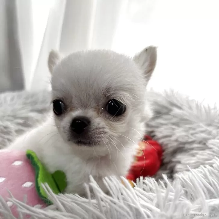 ID：2509-06457の子犬