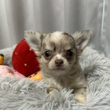 チワワ(ロング)【愛知県・女の子・2025年9月6日・チョコマール】の写真「激レアカラーの可愛い女の子」