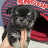 チワワ(ロング)