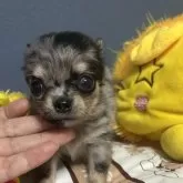 チワワ(ロング)