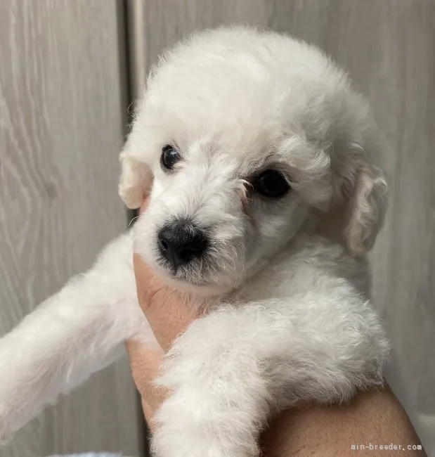 ID:2006-01619の子犬