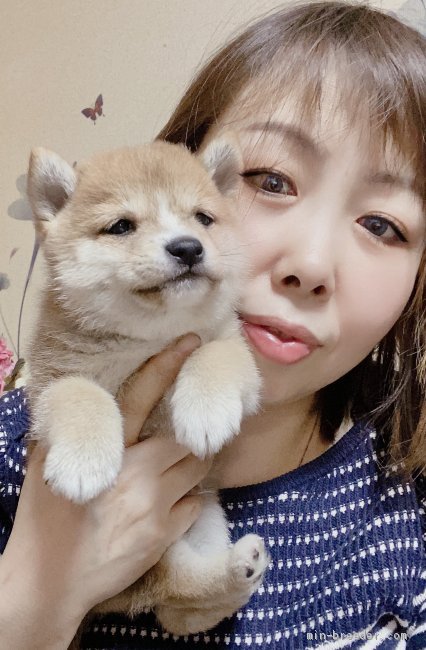 澁井　優美(しぶい　ゆみ)ブリーダー(群馬県・柴犬など・JKC/KC登録)の紹介写真1