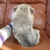 ポメ柴(ポメラニアン×豆柴)【群馬県・女の子・2025年3月17日・赤】の写真10