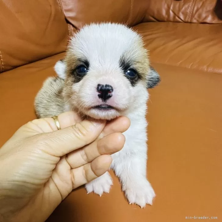 ID：2508-00562の子犬