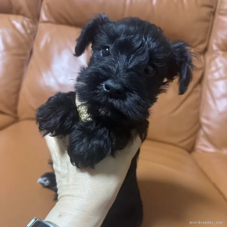 T.U 様のお迎えした子犬