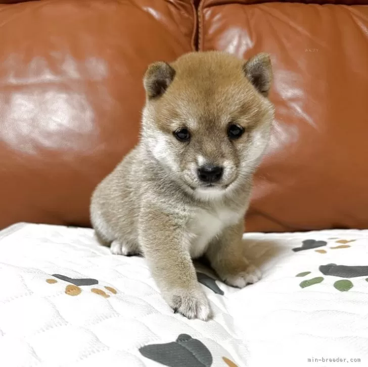 豆柴【群馬県・男の子・2025年9月2日・赤】の写真1