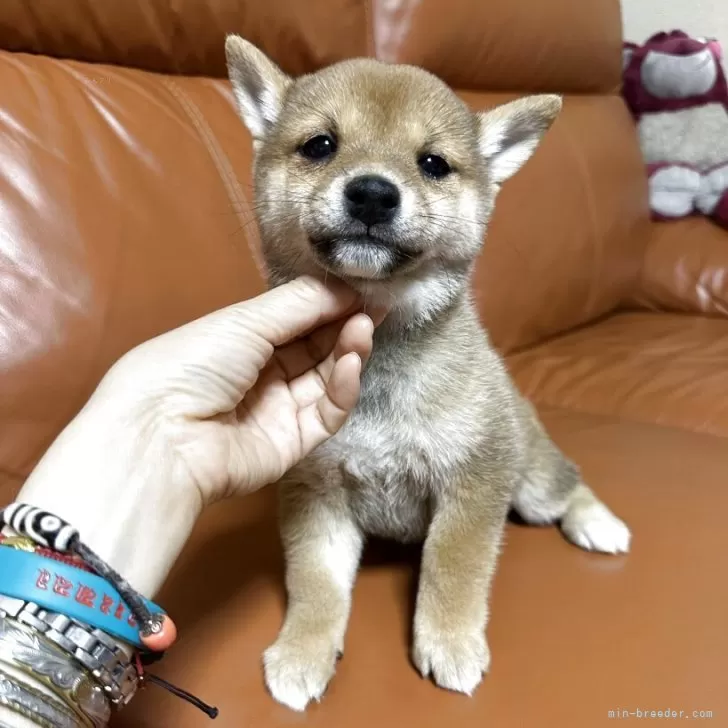 Y.Y 様のお迎えした子犬