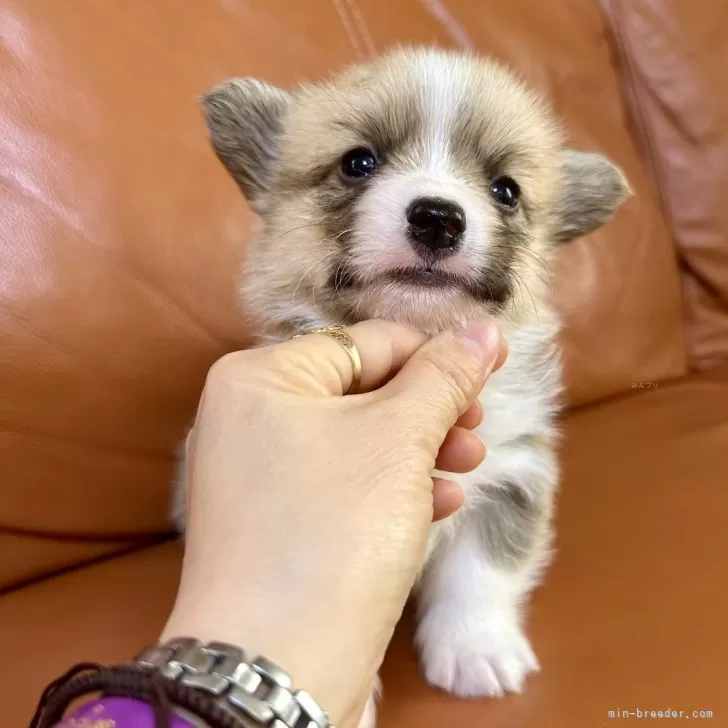 ID：2501-02576の子犬