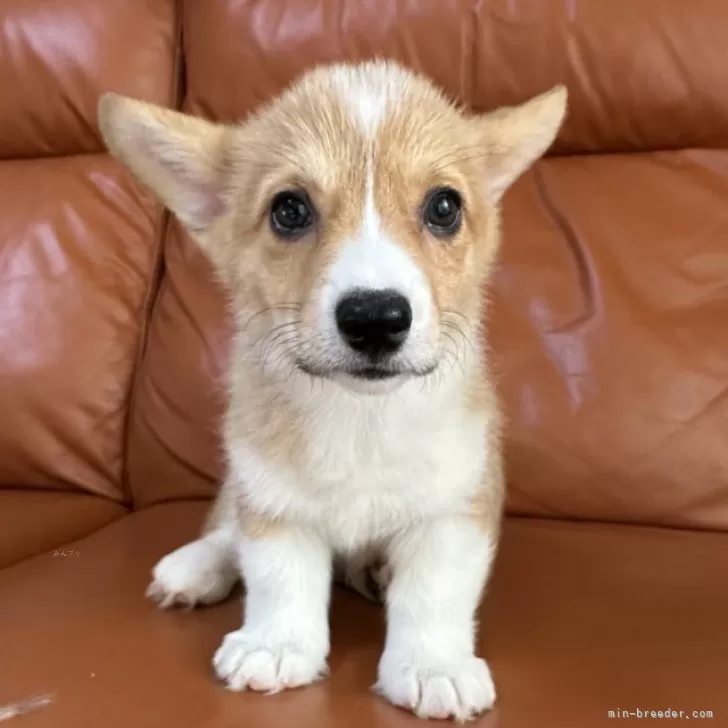 ID：2501-04680の子犬