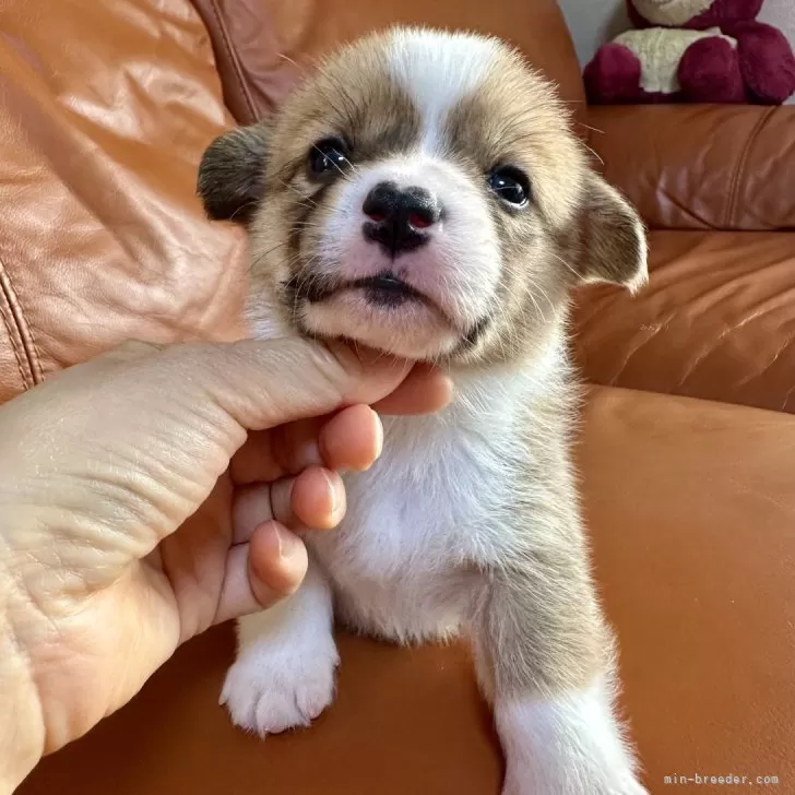 ID：2501-04756の子犬