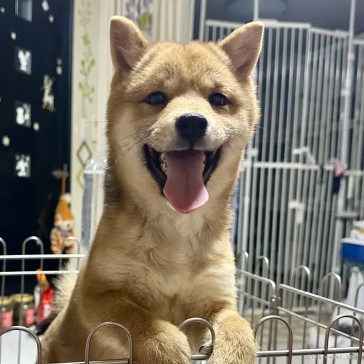 ID:2410-08107の子犬
