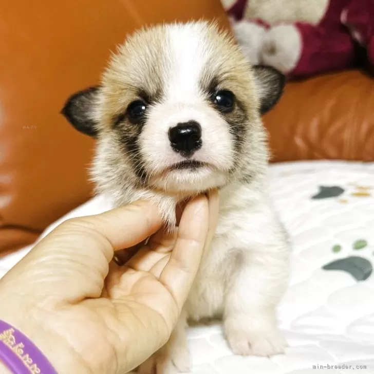 ID：2508-02381の子犬