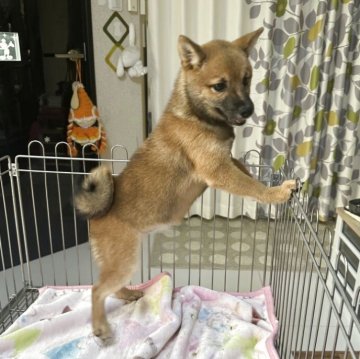 柴犬(豆柴)【群馬県・女の子・2025年3月3日・赤】の写真「可愛い女の子です❤️」