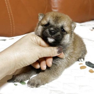 柴犬(豆柴)【群馬県・男の子・2025年11月4日・赤】の写真「ちびちゃんです」