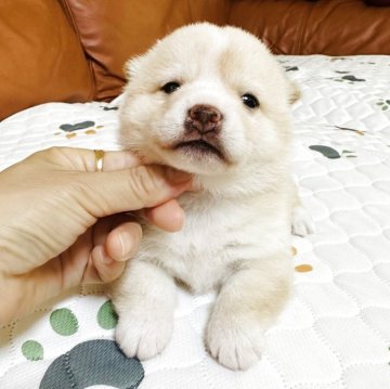 柴犬(豆柴)【群馬県・女の子・2025年8月12日・白】の写真「かわいい女の子です❤️」