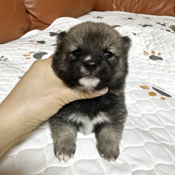 柴犬(豆柴)【群馬県・男の子・2025年10月28日・赤】の写真「かわいい男の子です」