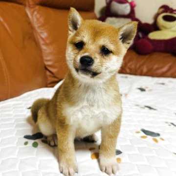 柴犬(豆柴)【群馬県・女の子・2025年7月10日・赤】の写真「かわいい女の子です❤️」