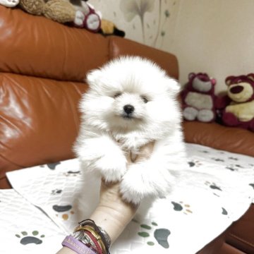 ポメラニアン【群馬県・女の子・2025年10月6日・クリーム】の写真「かわいい女の子です❤️」