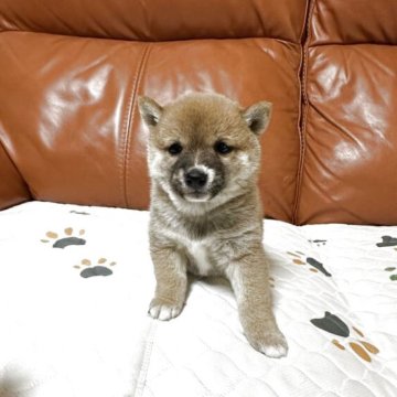 柴犬(豆柴)【群馬県・女の子・2025年9月2日・赤】の写真「可愛い女の子です❤️」
