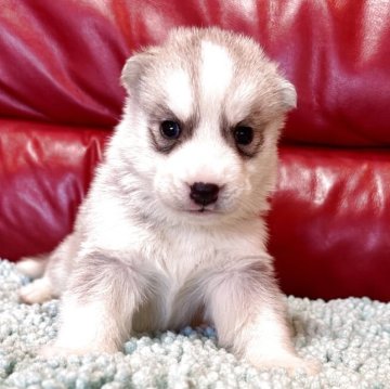 シベリアンハスキー【群馬県・男の子・2025年10月1日・シルバー&ホワイト】の写真「かわいい男の子です❤️」