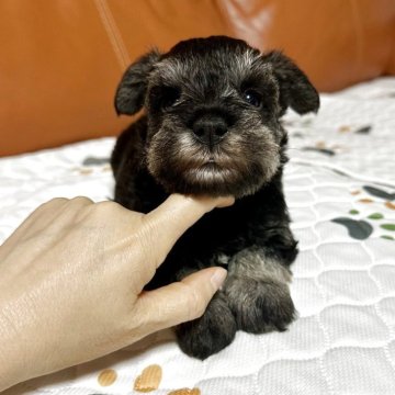 ミニチュアシュナウザー【群馬県・男の子・2025年10月21日・ソルト&ペッパー】の写真「かわいい男の子です❤️」