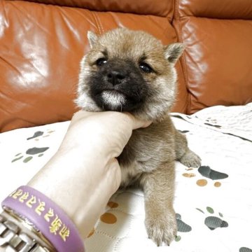 柴犬(豆柴)【群馬県・男の子・2025年9月2日・赤】の写真「かわいい男の子です❤️」