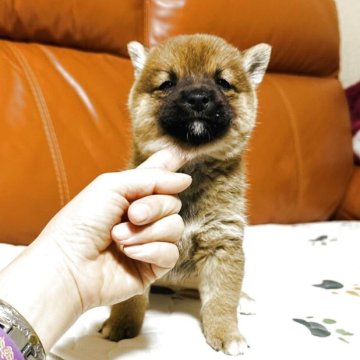 柴犬(豆柴)【群馬県・女の子・2025年9月16日・赤】の写真「可愛い女の子です❤️」