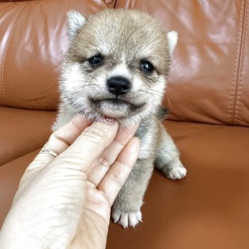 柴犬(豆柴)【群馬県・女の子・2025年6月3日・赤】の写真「かわいい女の子です❤️」