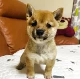 豆柴