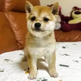 豆柴