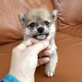豆柴