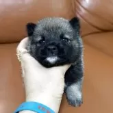 豆柴
